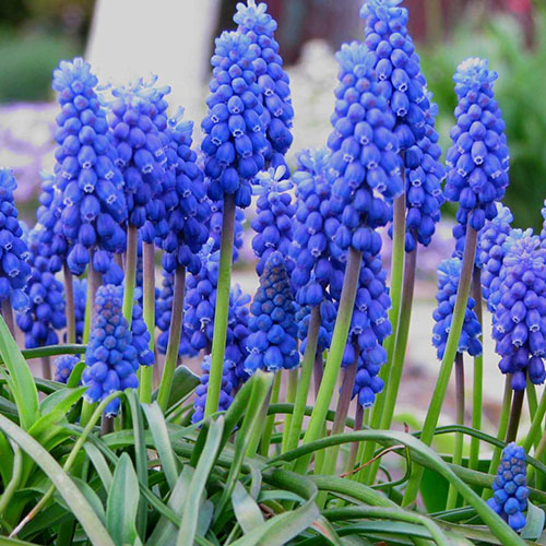 Hyacinths