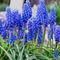 Hyacinths