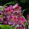 Hellebores