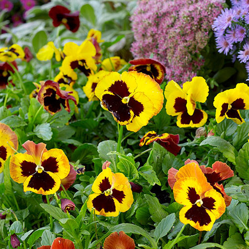 Pansies