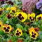 Pansies