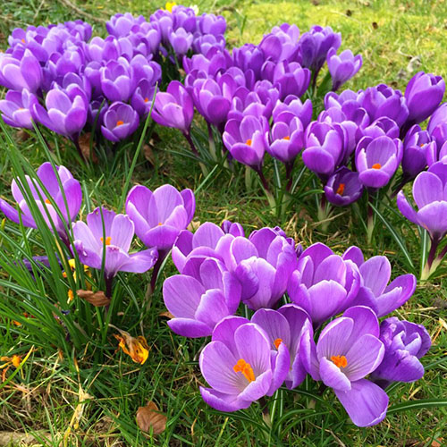 Crocuses