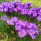 Crocuses