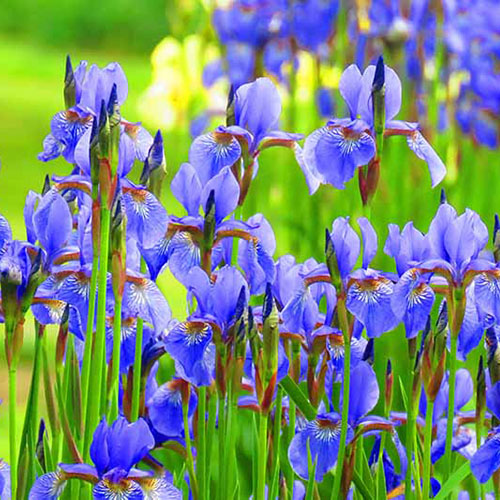 Irises