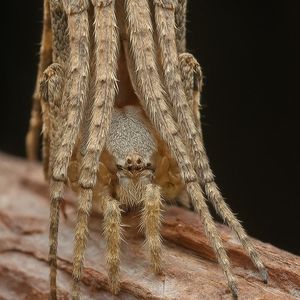 This is Dolophones conifera The wrap-around spider