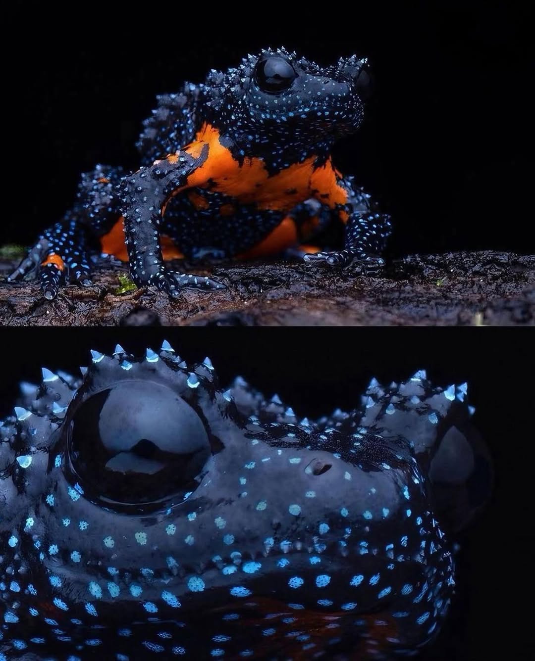 The Galaxy Frog
