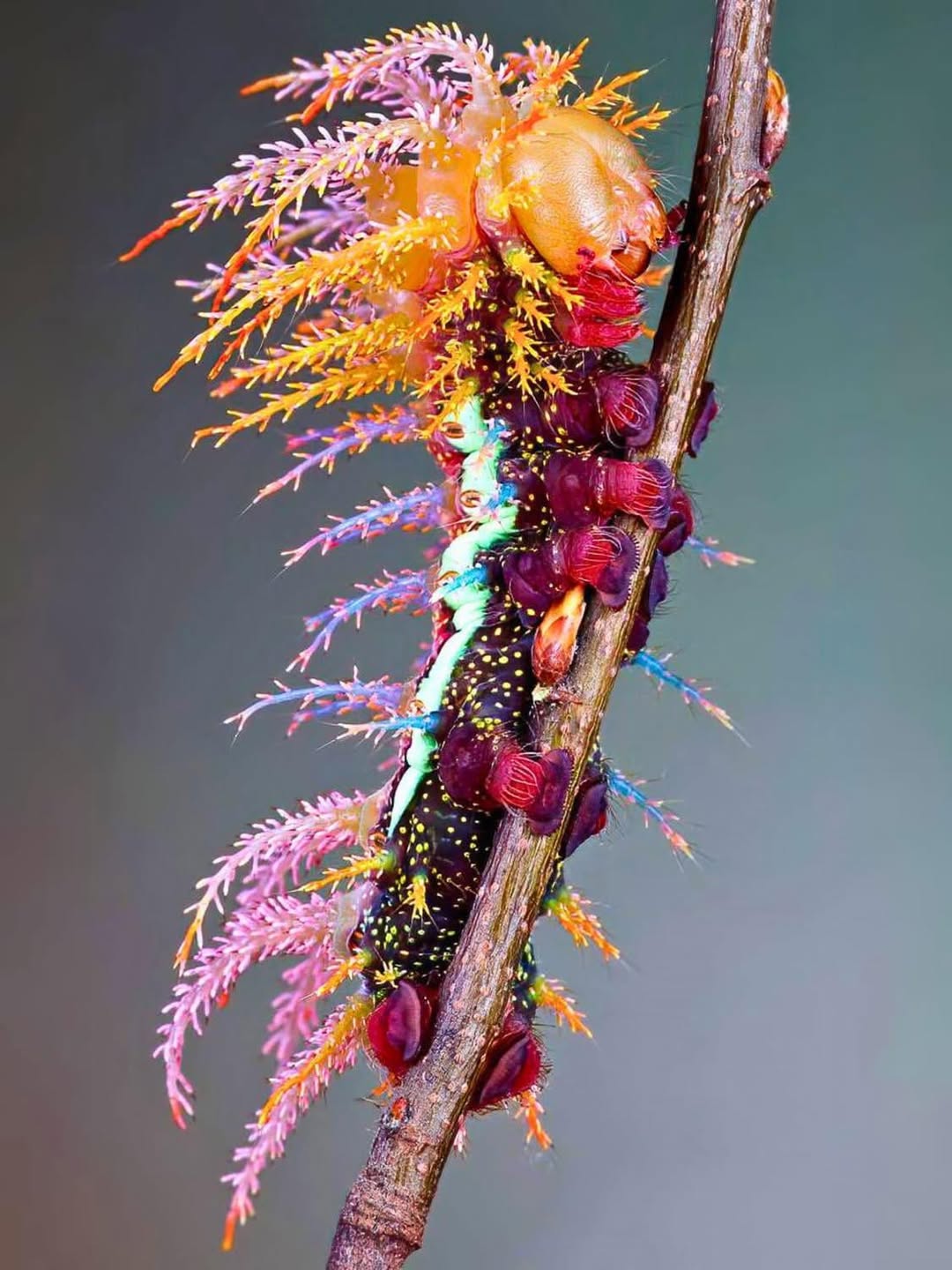 This is the stunning Saturniidae butterfly caterpillar! 