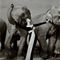 Avedon, Dovima with Elephants