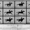 Eadweard Muybridge, The Horse in Motion