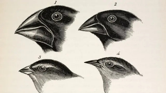 Darwin, Finches
