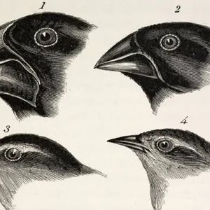 Darwin, Finches