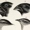 Darwin, Finches