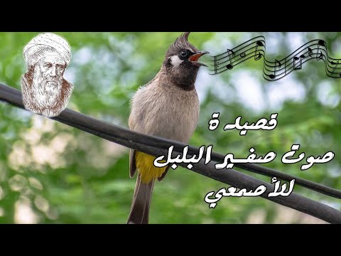 عذوب العنزي 