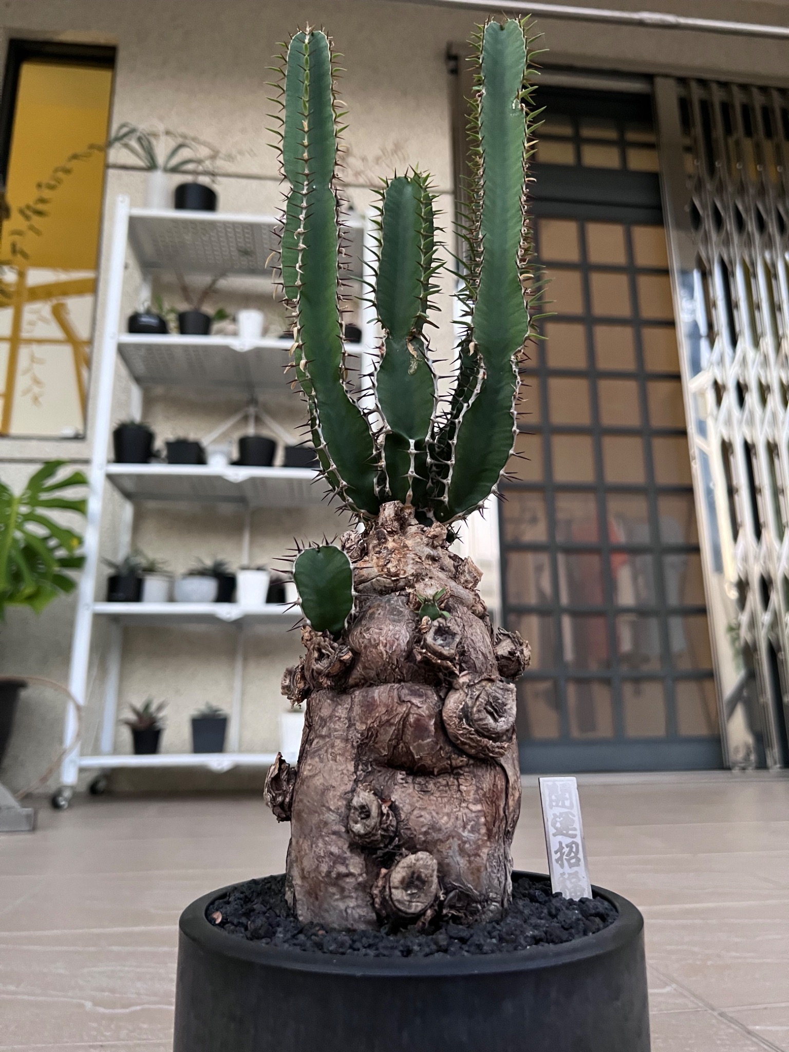植物名：火山大戟