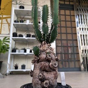 植物名：火山大戟