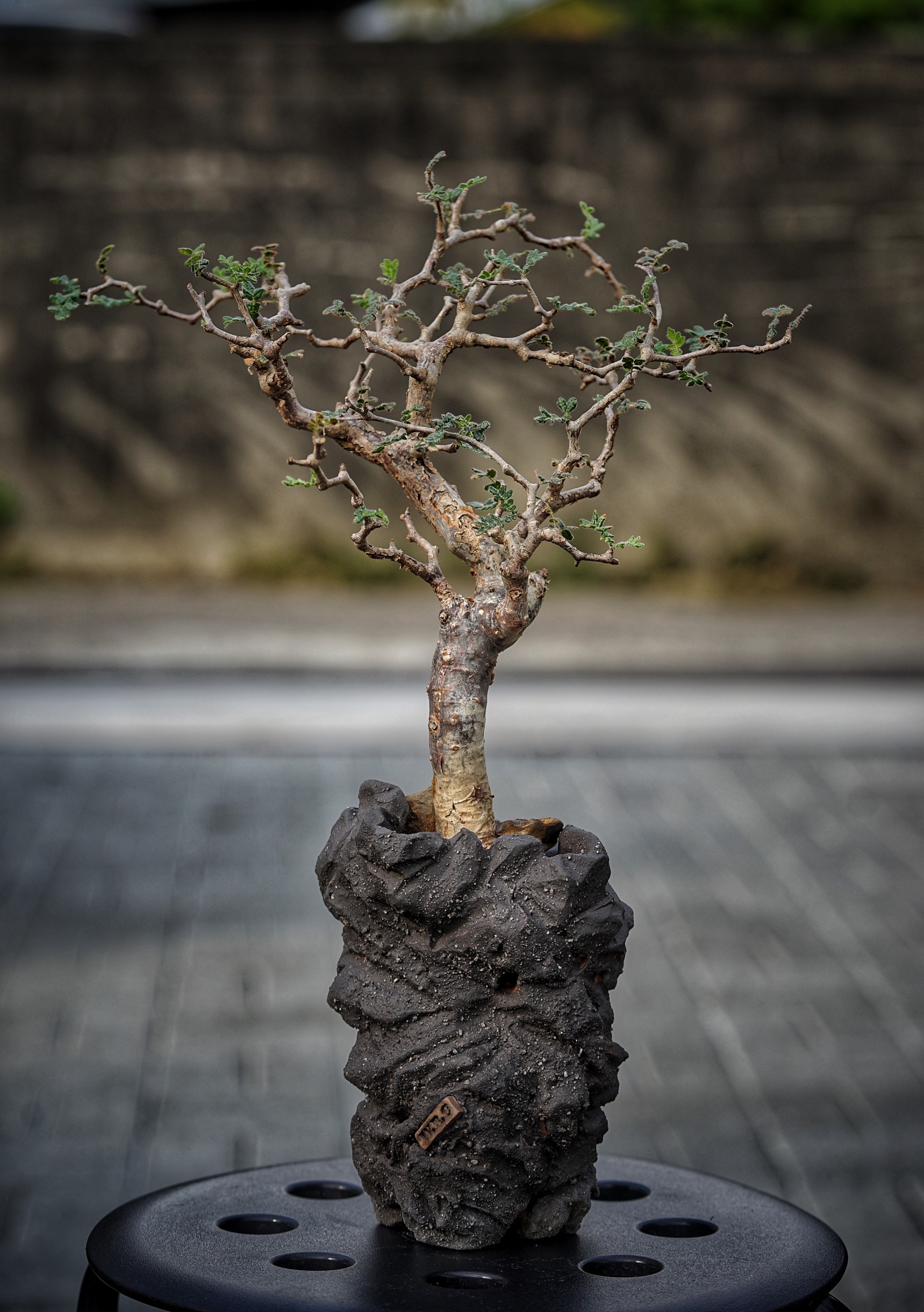 植物名：羽葉沒藥