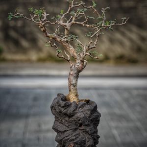 植物名：羽葉沒藥