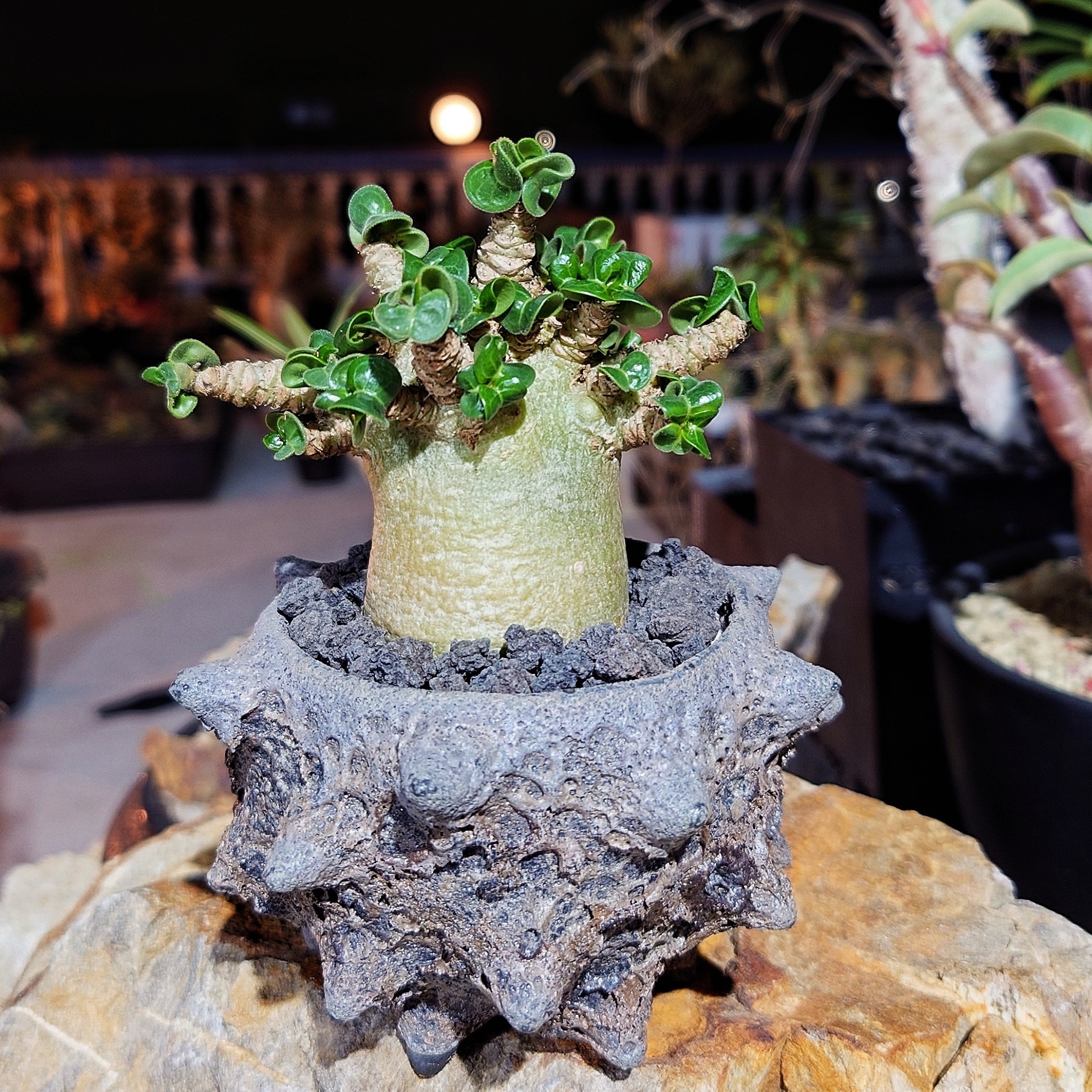植物名：羊角沙玫