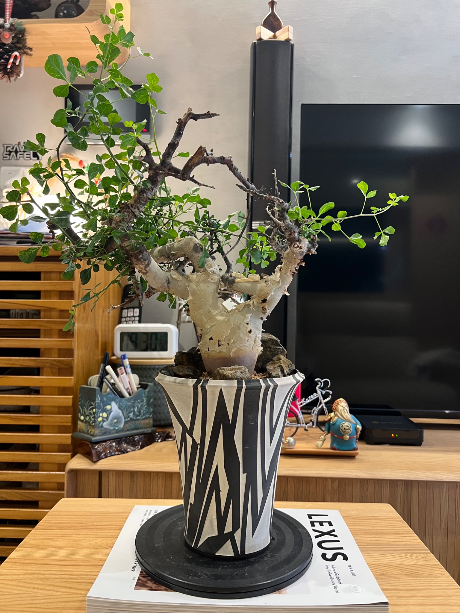 植物名：正白皮沒藥