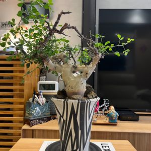 植物名：正白皮沒藥