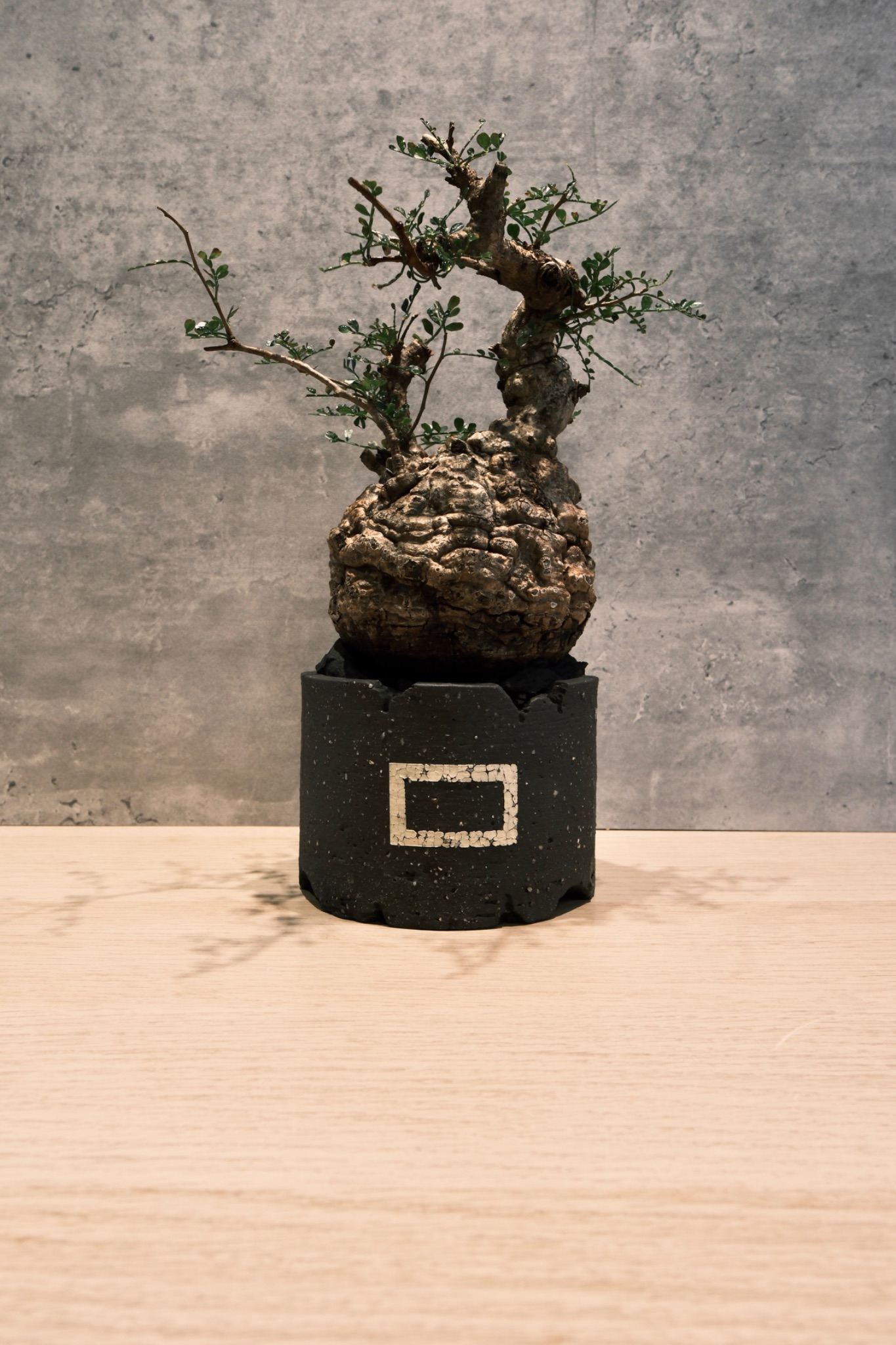 植物名：象足漆樹