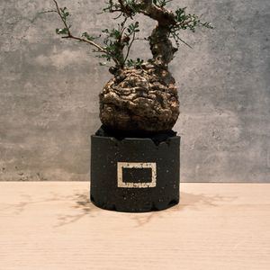 植物名：象足漆樹