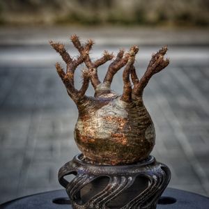 植物名：象牙宮