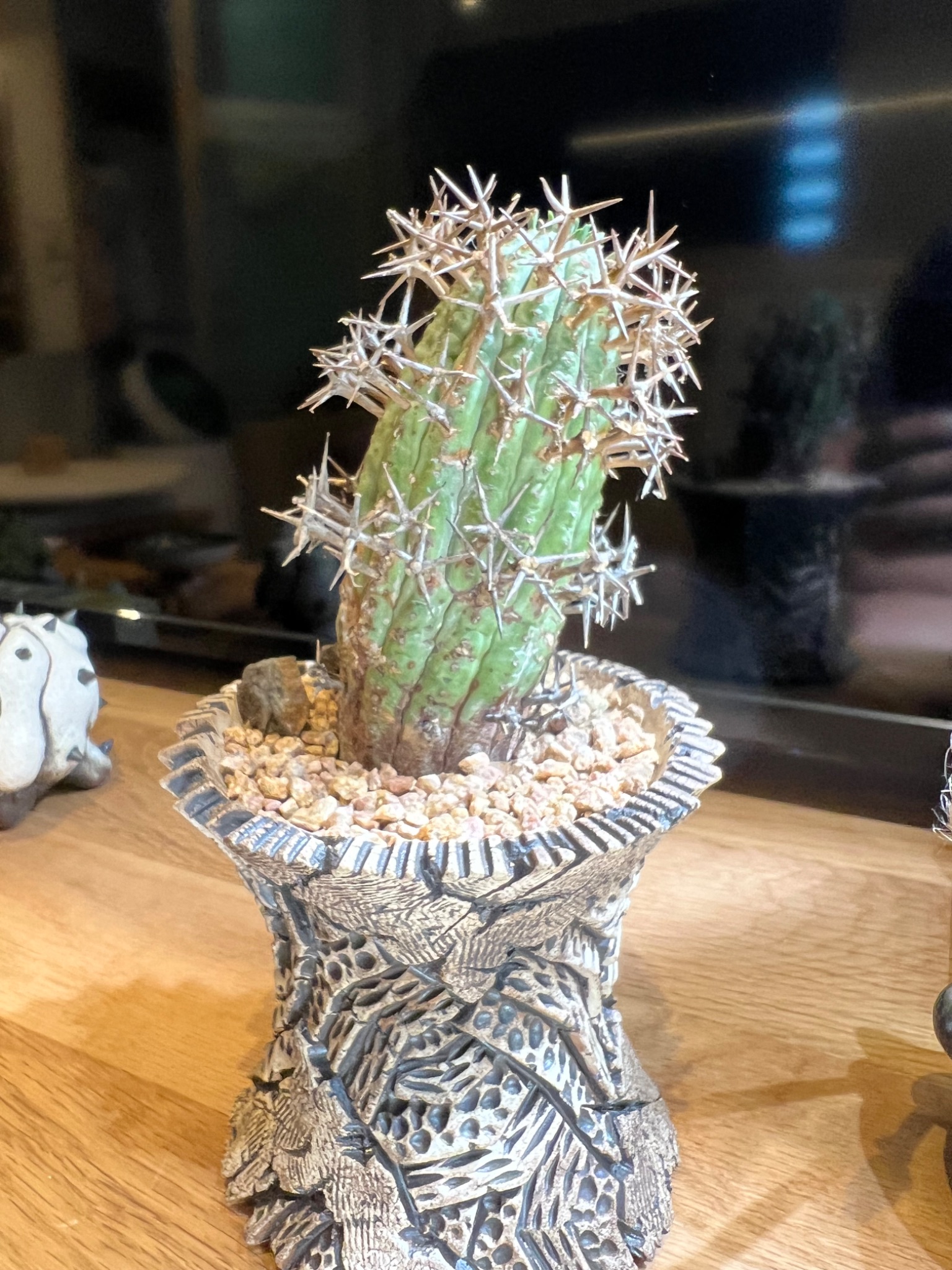植物名：群星冠