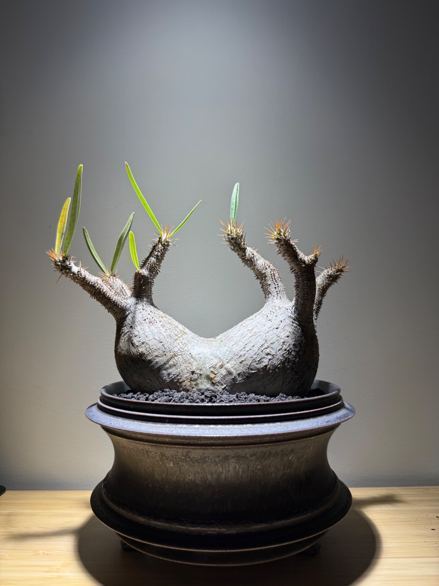 植物名：象牙宮