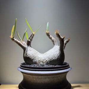 植物名：象牙宮