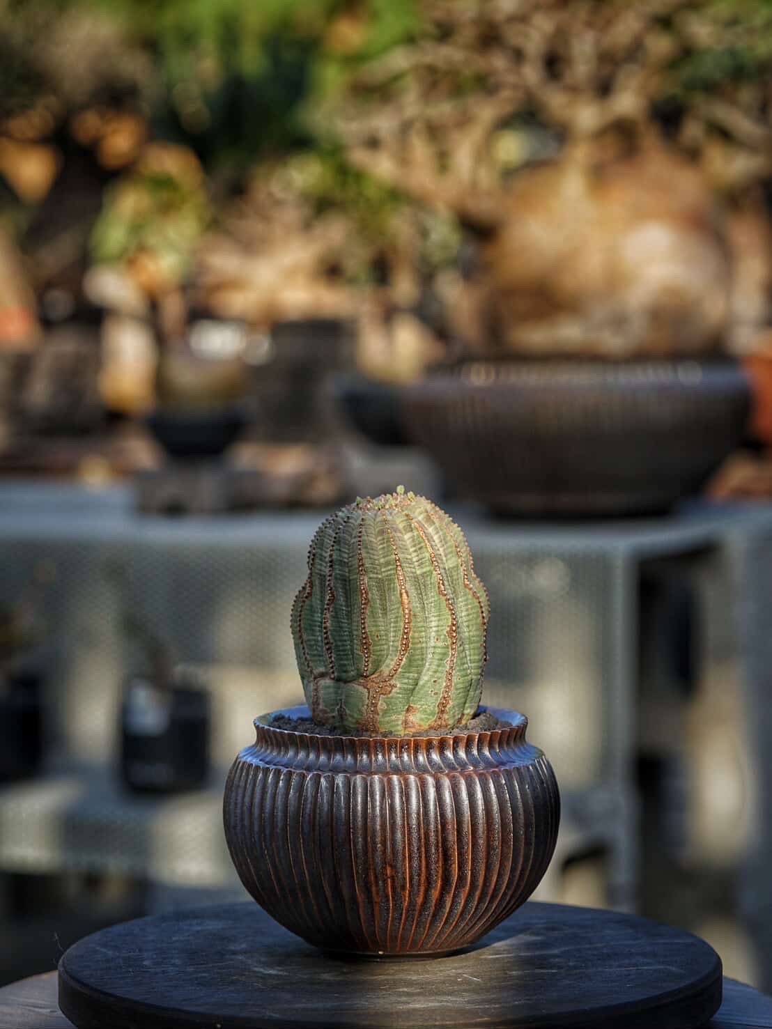 植物名：布紋球