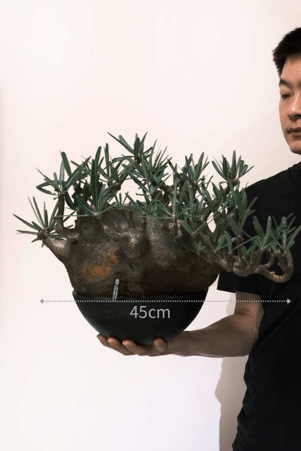 植物名：象牙宮