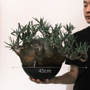 植物名：象牙宮