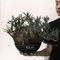 植物名：象牙宮
