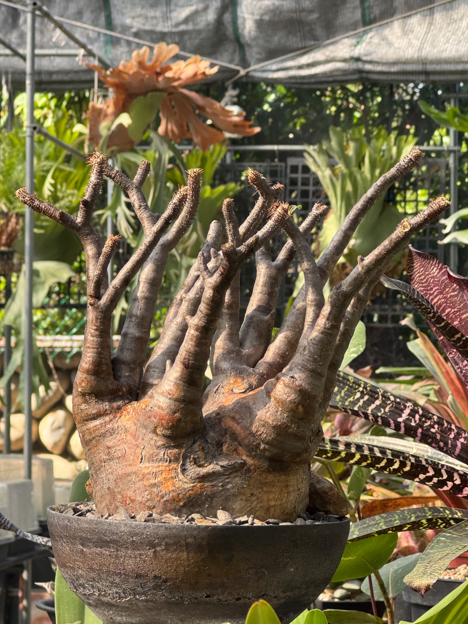 植物名：象牙宮