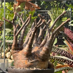 植物名：象牙宮