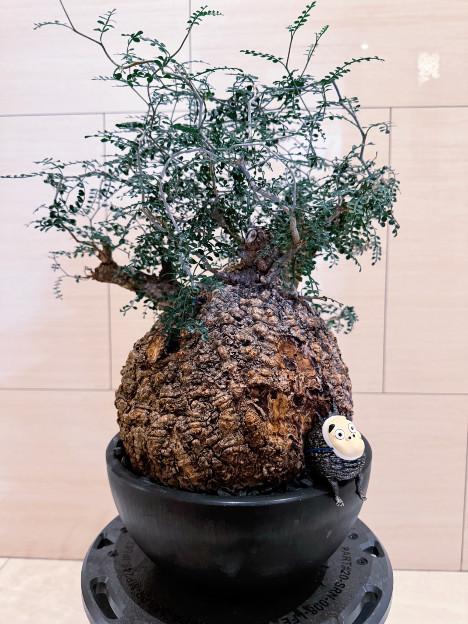 植物名：象足漆樹