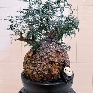 植物名：象足漆樹