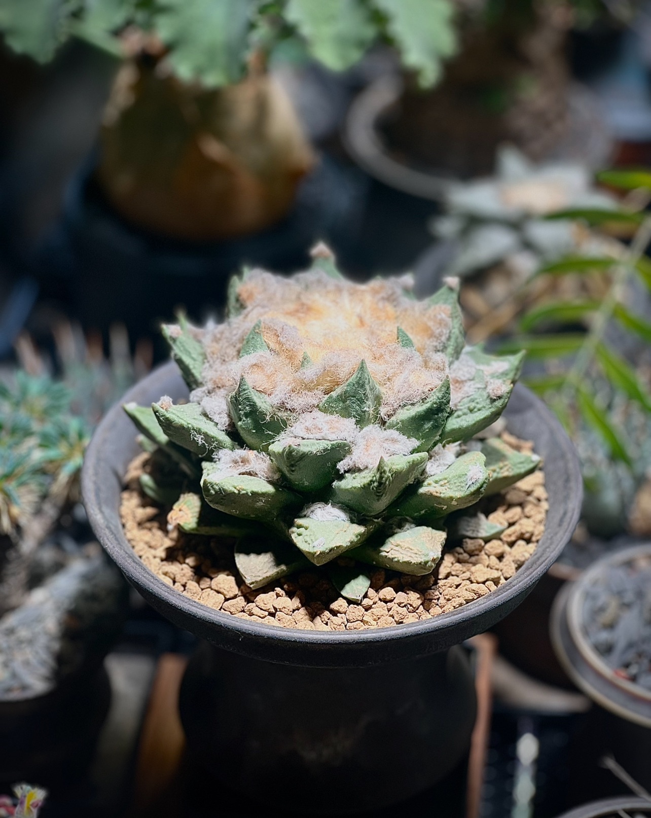 植物名：實生三角牡丹交種