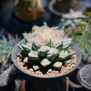 植物名：實生三角牡丹交種
