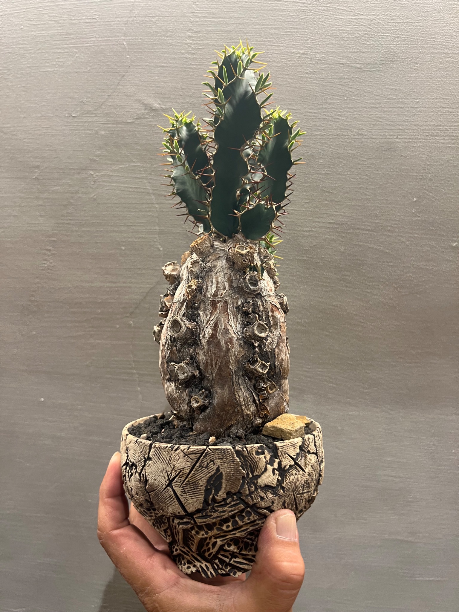 植物名：火山大戟