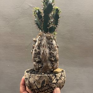 植物名：火山大戟