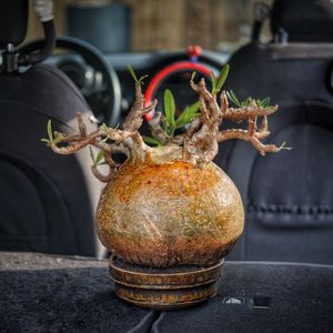 植物名：象牙宮