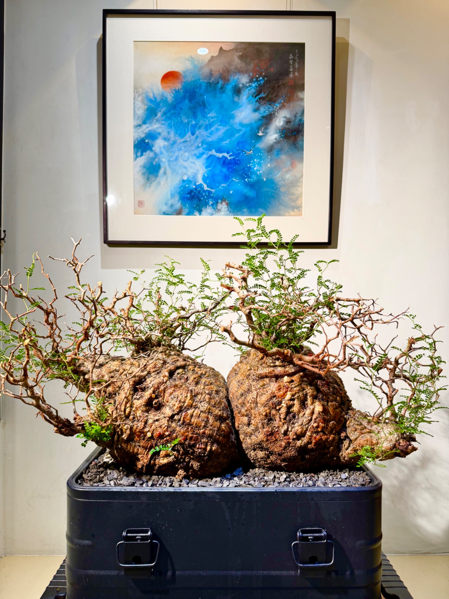 植物名：象足漆樹