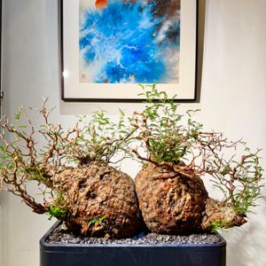 植物名：象足漆樹