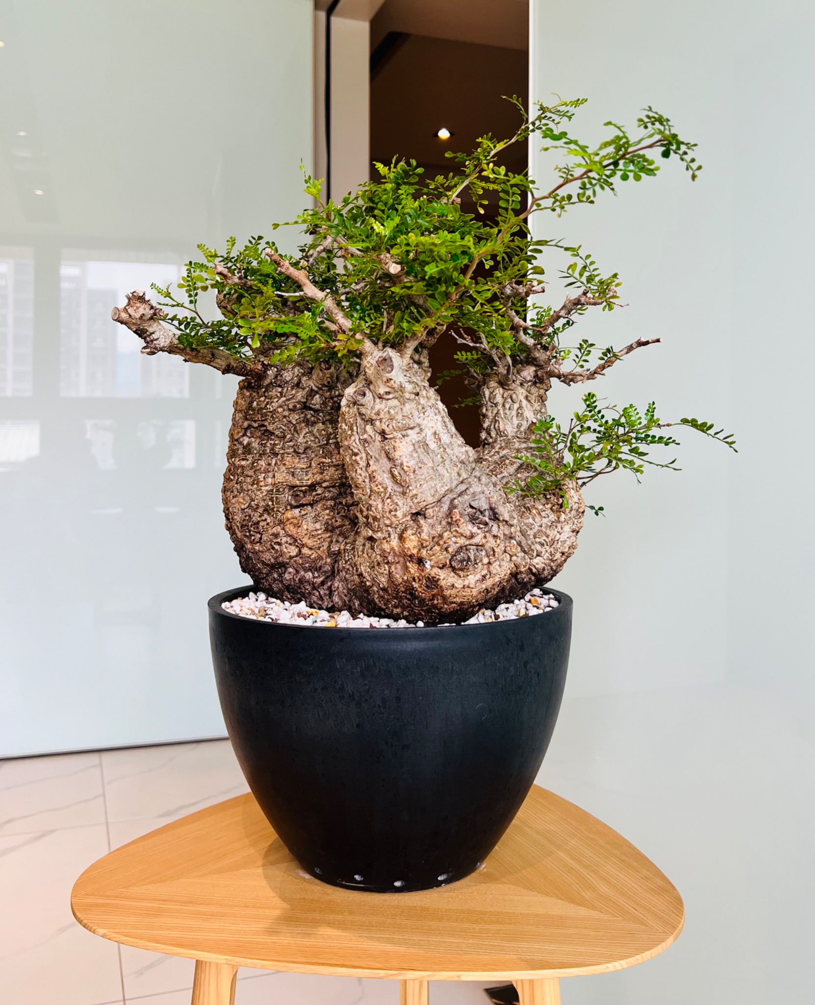 植物名：象足漆樹