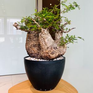 植物名：象足漆樹