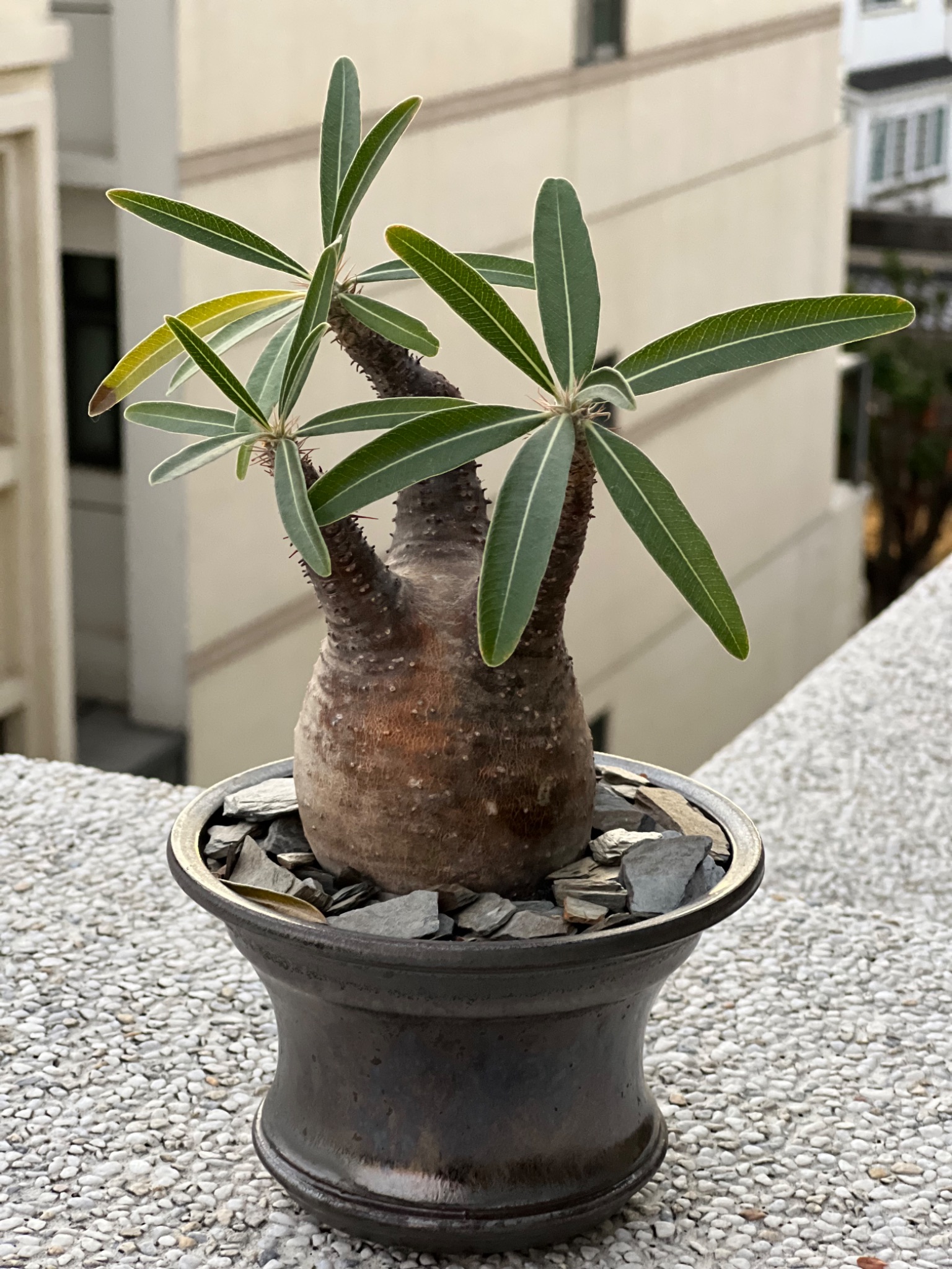 植物名：象牙宮