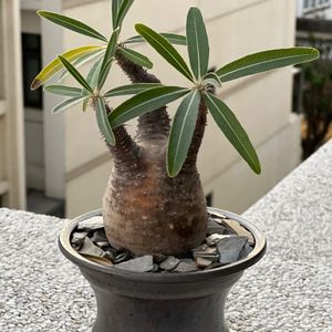 植物名：象牙宮