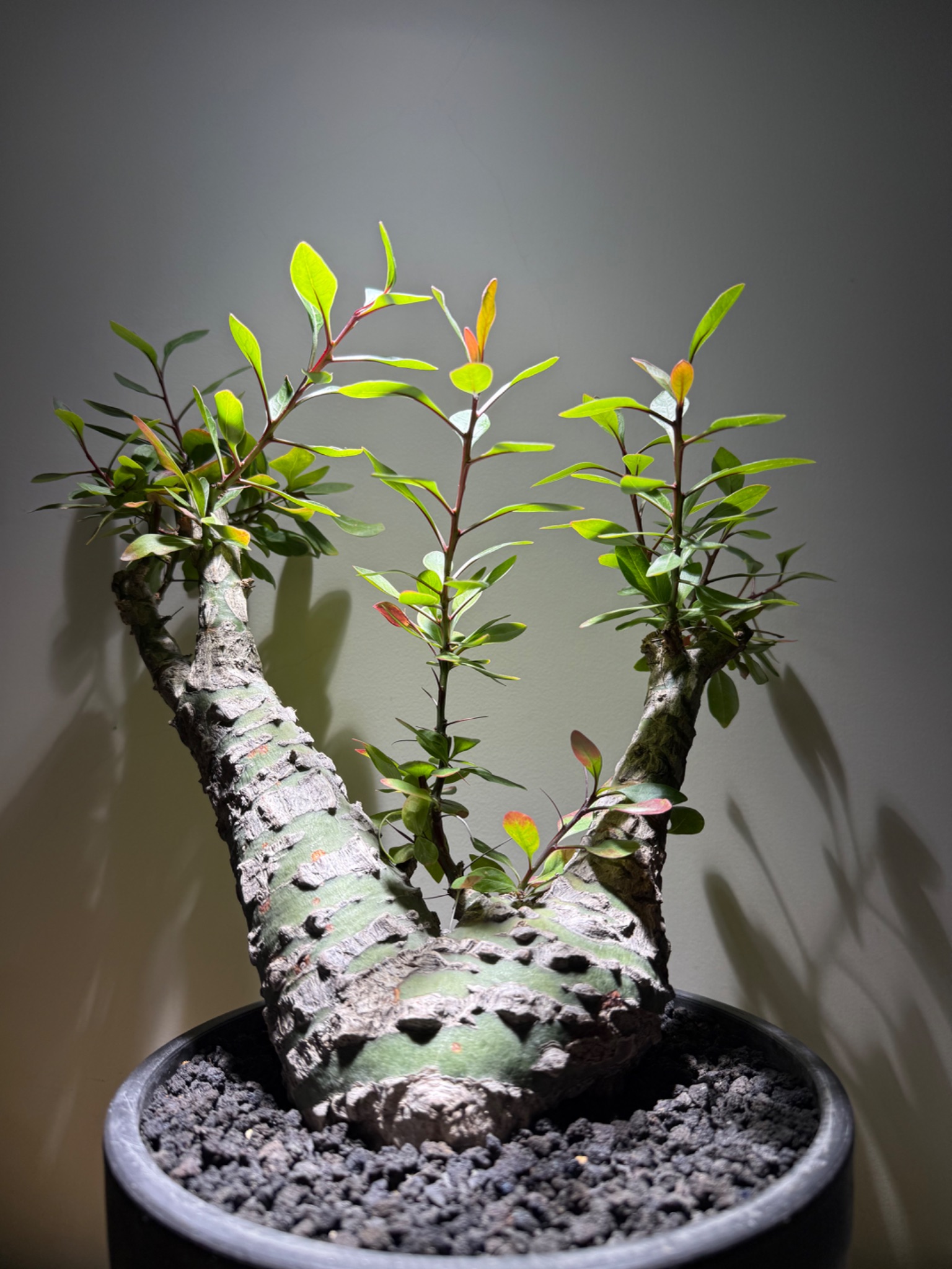 植物名：簇生福桂樹